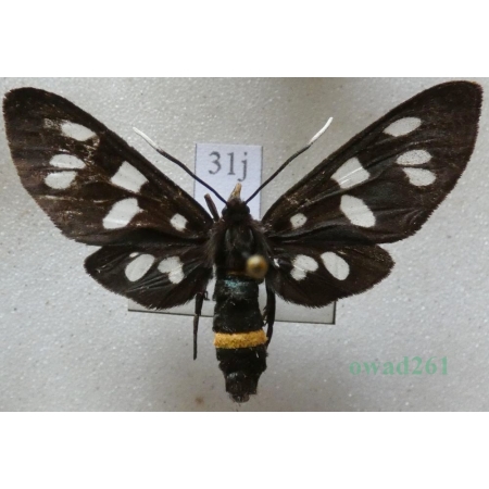 Amata phegea (Linnaeus, 1758) Oblaczek granatek Czech31j